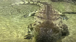 Ядовитый поцелуй змеи: Глоба назвал 3 знаков зодиака, кому 2025 год принесет удачу и несметные богатства