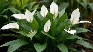 2 гр. на 1 литр — и спатифиллум начнет гнать цветоносы без отдыха круглый год: раскрыт эликсир для сильной бутонизации