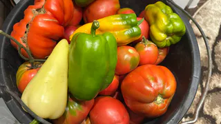 Мой самый урожайный перец: каждый год сажаю перец-матадор - а семье всё мало