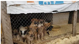"Беспредел в рязанском питомнике"-  “ПРО Город” выяснил, что на самом деле происходит с животными