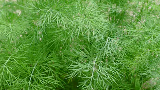Выращивание укропа: секреты получения свежей зелени на протяжении всего сезона