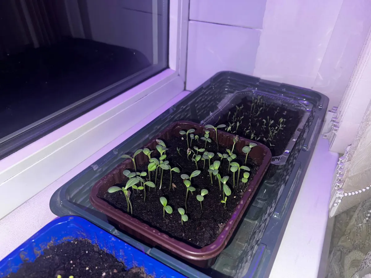 Не мусор, а благо: хозяйкам рассказали, какие «отходы» лучше использовать в качестве подкормки для растений