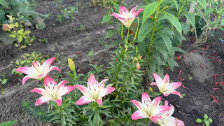 Вот что сделать осенью, чтобы следующим летом сказать себе «спасибо» — лилии будут выглядеть не хуже, чем у популярных цветоводов