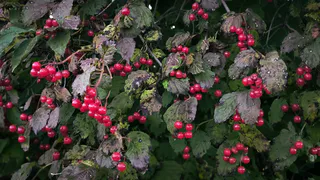 Эта ягода самая опасная, а мы покупаем ее как деликатес и подаем детям