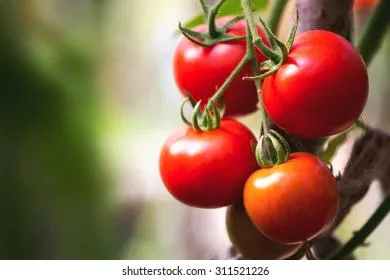 Вы удивитесь, что может резко повысить урожайность помидоров