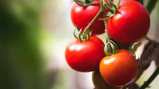 Вы удивитесь, что может резко повысить урожайность помидоров