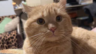 "Не травите этим кошек": в Роскачестве озвучили самые худшие марки корма для питомцев