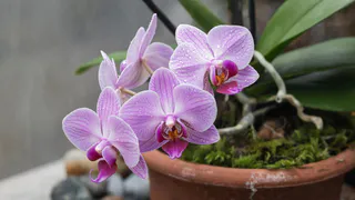 Корни дышат — и цветы оживают: смесь, после которой орхидеи цветут как в тропиках