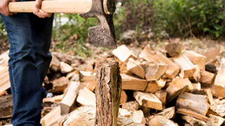 В области в серьезных масштабах нелегально вырубали леса