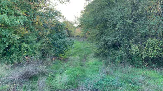 В Пензенской области выявили десятки нарушений после рейдов лесных инспекторов