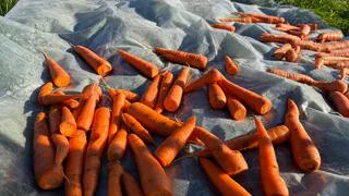 Не морковь, а сказка: 5 самых сладких сортов - подходят и для салатов, и для выпечки