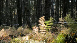 Период повышенной опасности для лесов Чувашии: будьте бдительны и соблюдайте правила пожарной безопасности