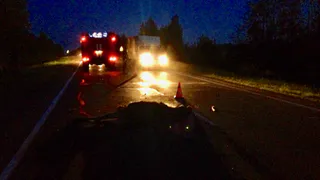 Почему осенью лоси выбегают на проезжую часть, и как уйти от столкновения с ними - отвечают рязанские эксперты