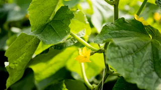 Йод и молоко: секрет урожайных огурцов без агрессивной химии