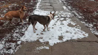 Контракт на два месяца: стало известно, кто в Рязани будет отлавливать бродячих собак