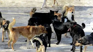 Спикер Госдумы Володин предложил наказывать чиновников за нападения собак