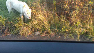 Агрессивный пес продолжает разгуливать на Мервинской