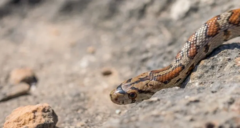 Змея принесёт счастье на хвосте: Павел Глоба озвучил 3 знака зодиака, которым символ года принесет фантастический 2025