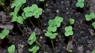 Перекапывать сидераты или оставить под зиму: эксперт дал четкий ответ – ошибку допускают почти все дачники