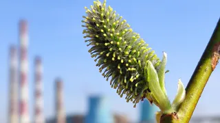 Еще теплее: в четверг в Рязанской области ожидается +23 градуса