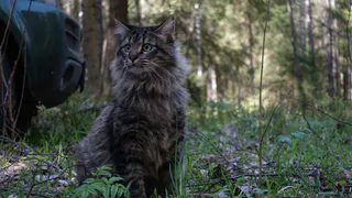 Три месяца лечения — и отказ от домашней жизни: история про кота, которая ломает ожидания