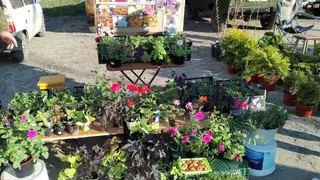 Администрация Рязани одобрила новую площадку проведения ярмарок выходного дня