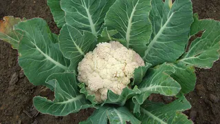 Как использовать яичную скорлупу для улучшения роста капусты