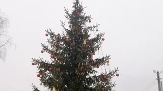 Соцсети: касимовский депутат спилила во дворе у труженицы тыла 40-летнюю ель