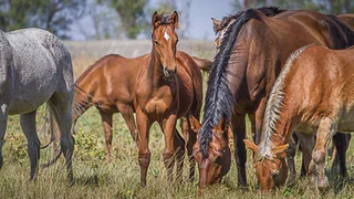Фермеры Татарстана могут получить субсидии 
