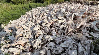 Куча костей и гниющие туши: в Чувашии нашли площадку с жутким содержимым