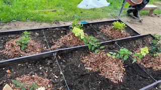 Миска крупы вместо 10 кг навоза: бросаем даже на выпавший снег - весной земля приятнее одеяла