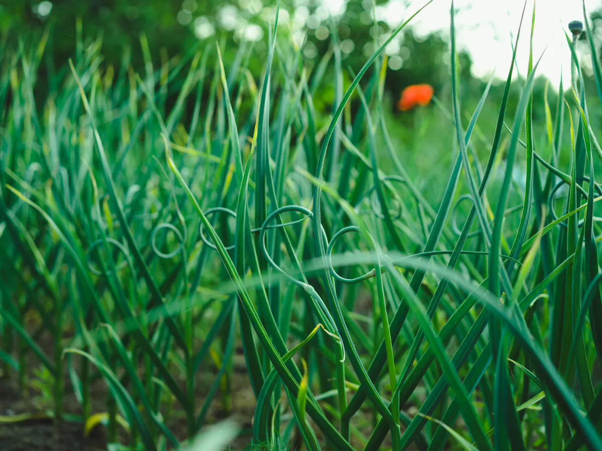 Чеснок в мае просит о помощи: три простых подкормки для обильного урожая