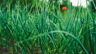 Чеснок в мае просит о помощи: три простых подкормки для обильного урожая