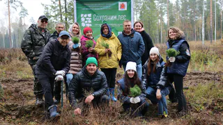 Во Владимирской области стало на 5 000 сосен больше