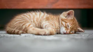 В Рязани начали программу льготной стерилизации домашних животных