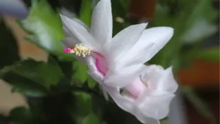 Он цвёл каждую зиму без нареканий, пока не произошло нечто странное — декабрист обиделся