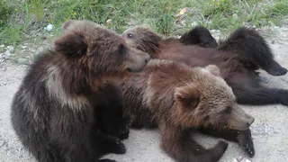 В экспедиции на Аляске на рязанца нанапал медведь