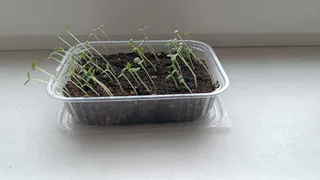 Семена перца прорастут через 3 дня: использую простой лайфхак для крепкой рассады — не нужно ждать неделями