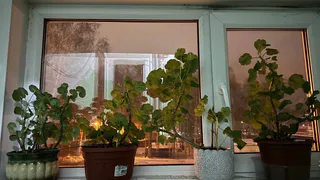 Крошу в горшок — и герань будто подменили: листва не желтеет, а бутоны лезут даже на молодых черенках