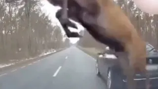 Минприроды Чувашии взыскало с водителя 80 тысяч за сбитого лося, который ночью попал под колеса авто