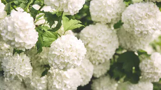 Чубушник: ароматный кустарник, который украсит ваш сад