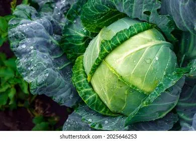 Стало известно, как правильно хранить капусту, чтобы она не сгнила