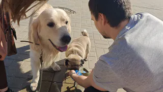 Собаки, которые не пахнут псиной и не линяют: 5 пород для идеальной чистоты в квартире - выбор современных хозяек