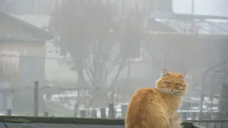 Брянцам на завтра прогнозируют туман и кратковременный дождь