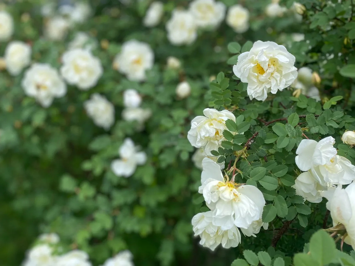 Гороскоп на 25 июня: романтический настрой и занятия спортом - лучшее спасение от любой проблемы