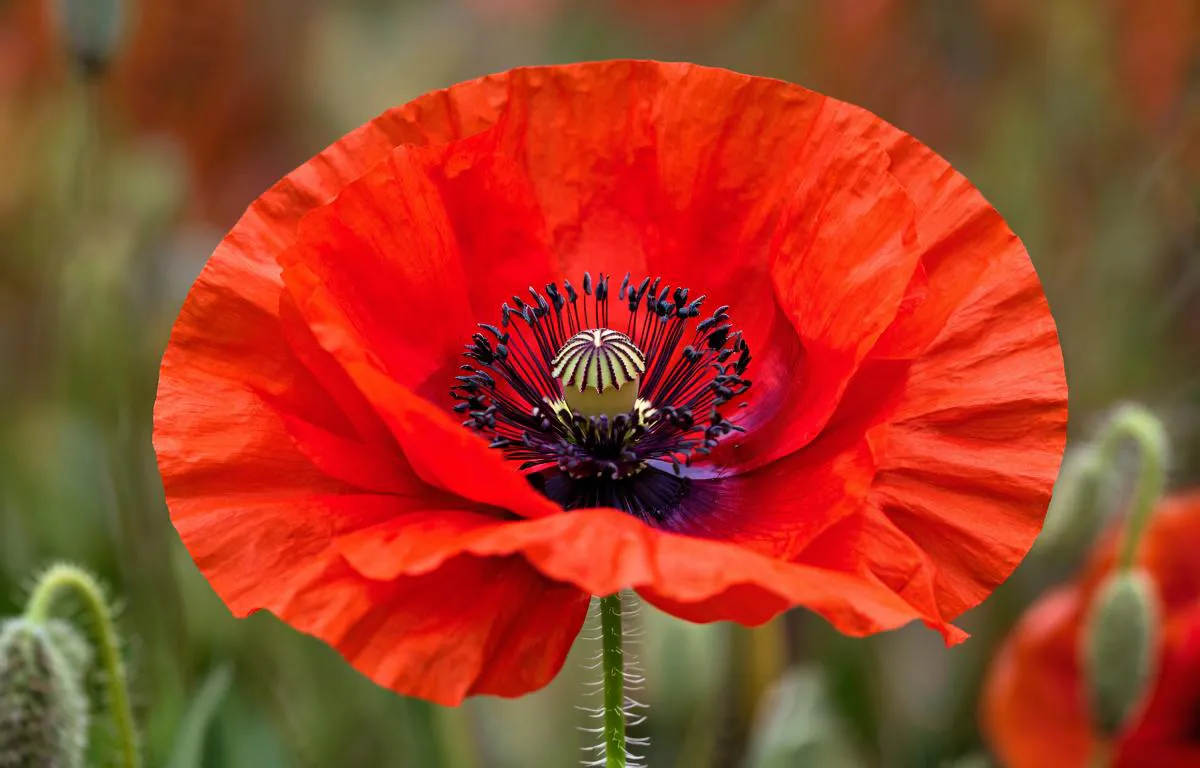 В Нижнекамске стартует операция «Мак – 2025»