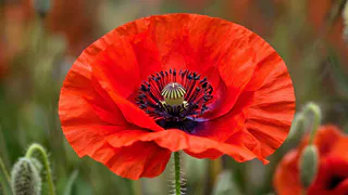 В Нижнекамске стартует операция «Мак – 2025»