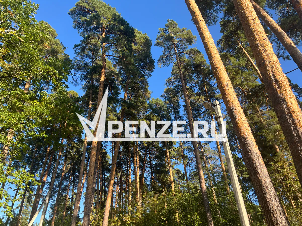 Ахуский лес замер в ожидании: Минлесхоз выставил на торги защитные участки под лесозаготовки