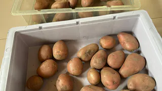 Урожайные, вкусные и надежные сорта картофеля - лучше не найти. Буду сажать только их, другие даром не нужны