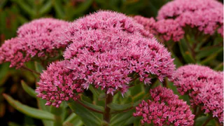 Сажаем эти 2 многолетника — получаем шикарный сад: соседи встанут в очередь вокруг дачи 